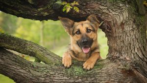 Какая древесина безопасна для собак?