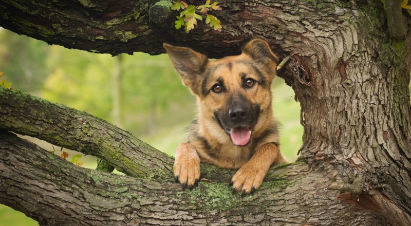 Какая древесина безопасна для собак?